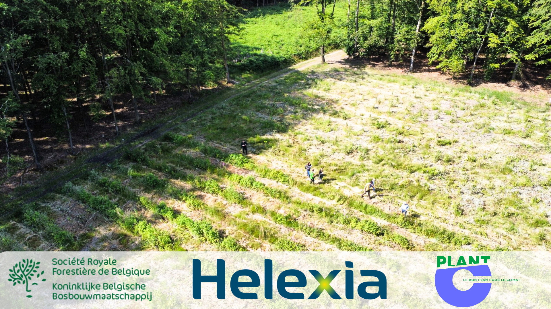 Plant C Helexia 1000 Trees